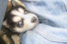 Шумен - бездомни кучета - предпочитани породи - хъски