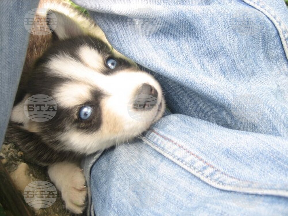 Информационна кампания за кастриране на домашните любимци започва в община Шумен