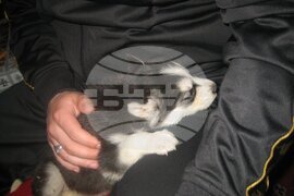 Шумен - бездомни кучета - предпочитани породи - хъски