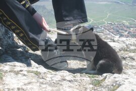 Шумен - бездомни кучета - предпочитани породи - хъски