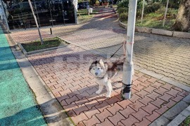 Шумен - бездомни кучета - предпочитани породи - хъски