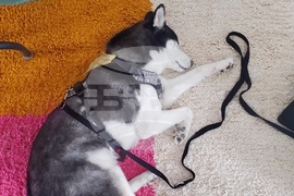 Шумен - бездомни кучета - предпочитани породи - хъски