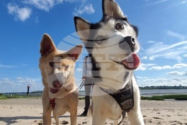 Шумен - бездомни кучета - предпочитани породи - хъски