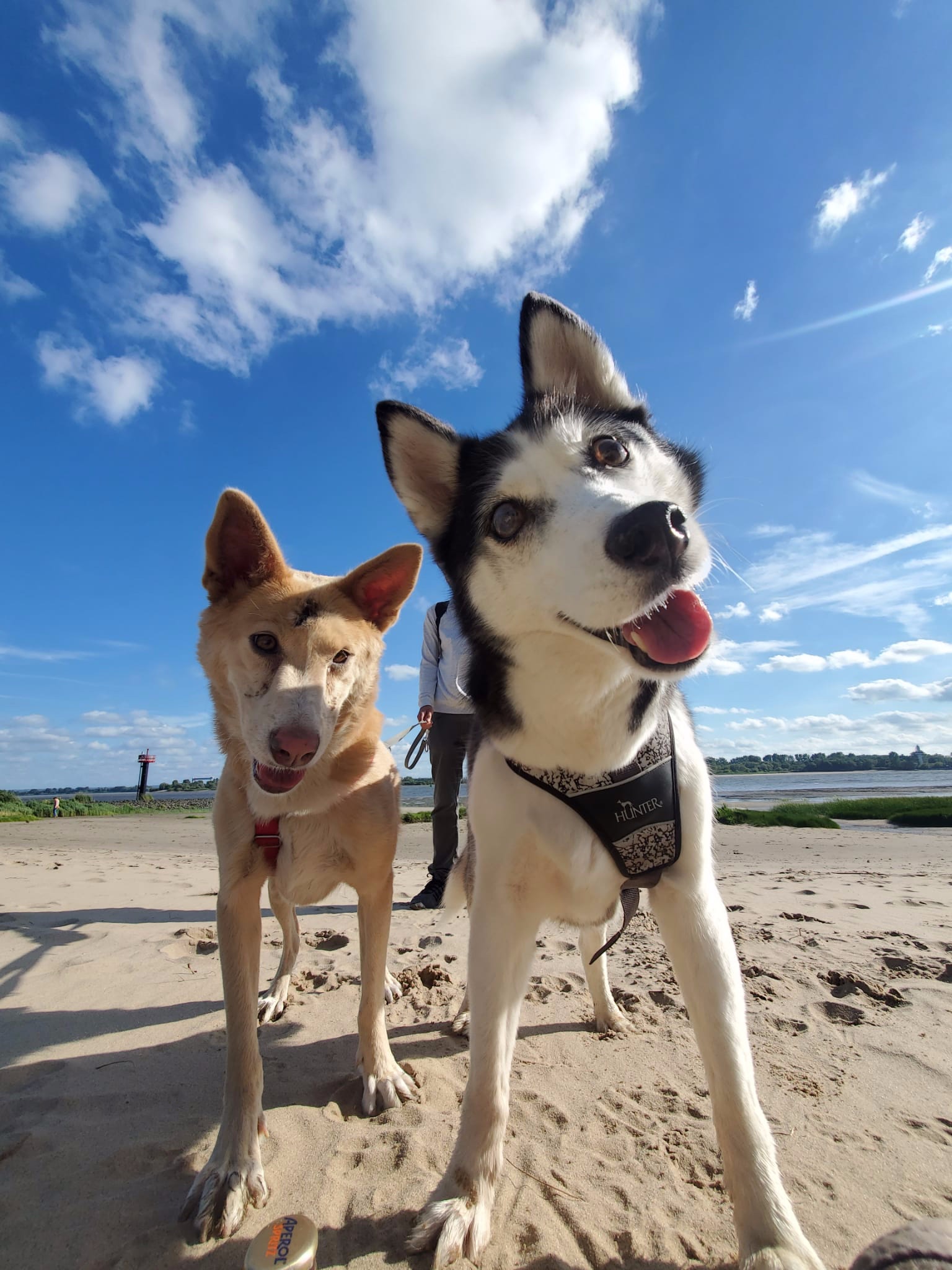 Шумен - бездомни кучета - предпочитани породи - хъски