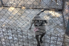 Шумен - бездомни кучета - предпочитани породи - хъски