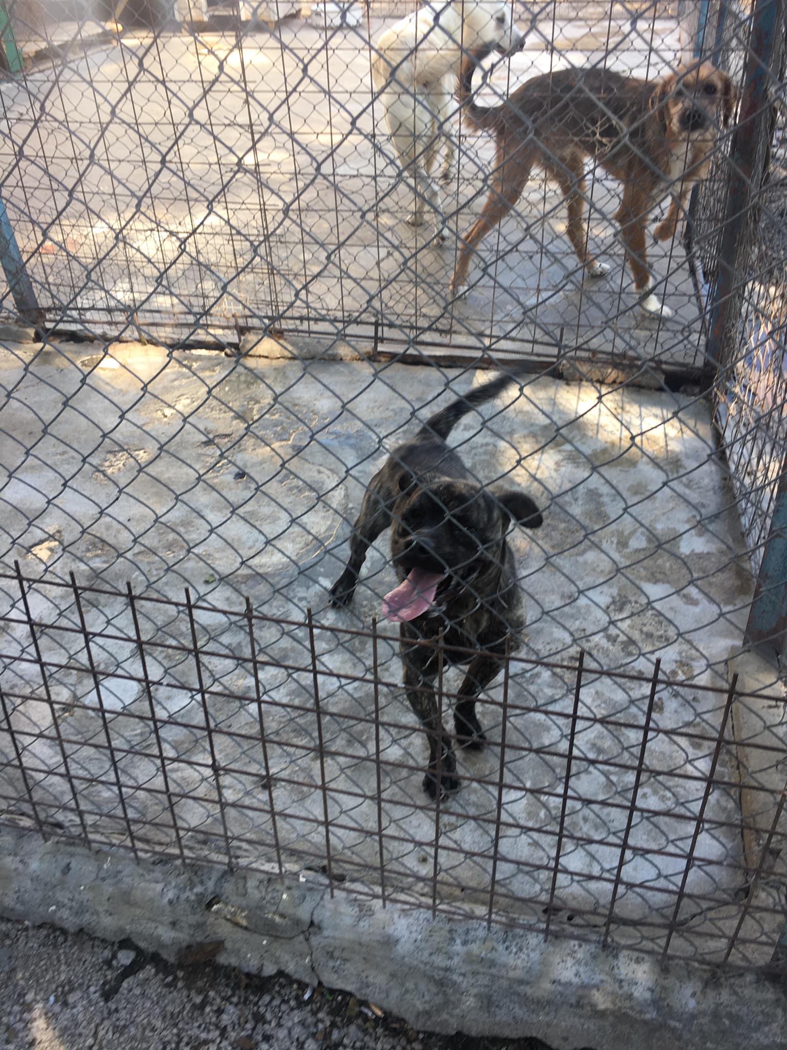 Шумен - бездомни кучета - предпочитани породи - хъски