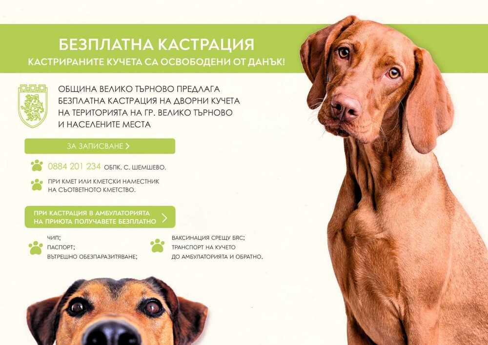 Община Велико Търново започна кампания за безплатна кастрация на дворни кучета