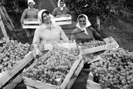 Гроздобер в Куклен, област Пловдив