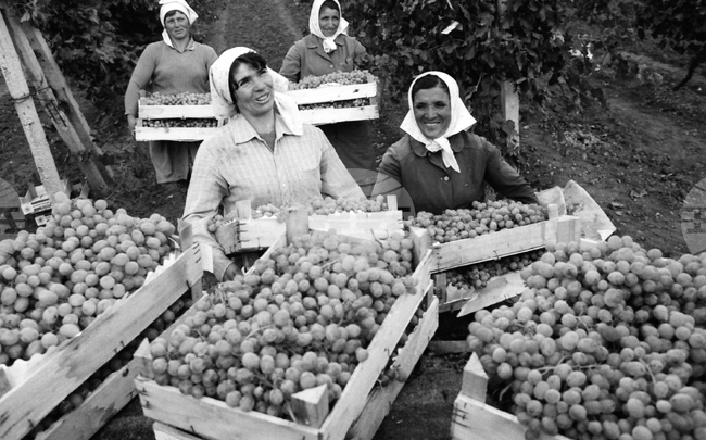 Гроздобер в Куклен, област Пловдив