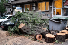 Паднало дърво