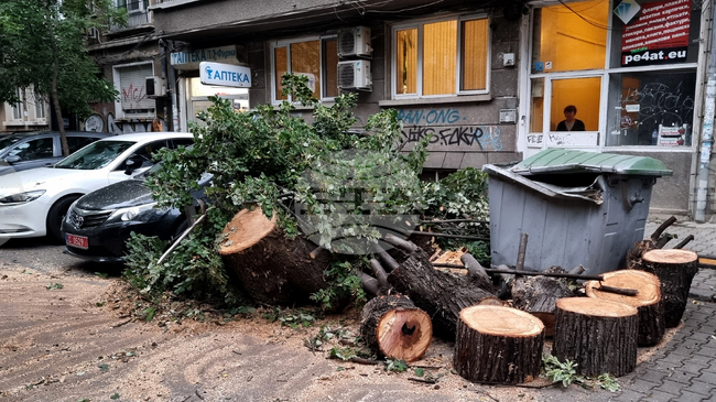 Паднало дърво