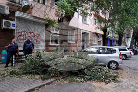 Паднало дърво