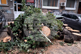 Паднало дърво