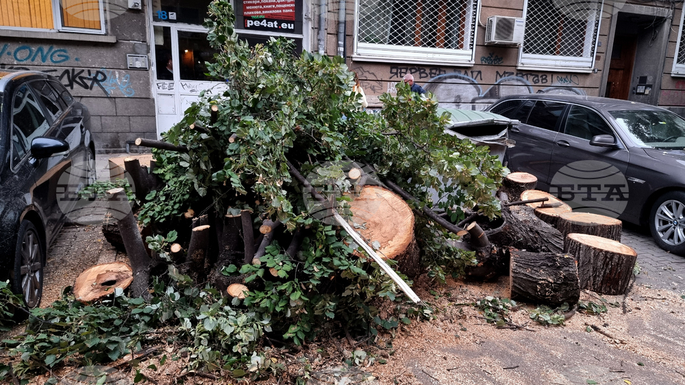 Получени са два сигнала за паднали дървета заради силния вятър в столицата