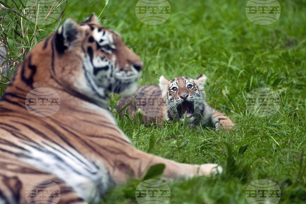 Казинформ: Казахстан от догодина ще започне реинтродукция на амурските тигри