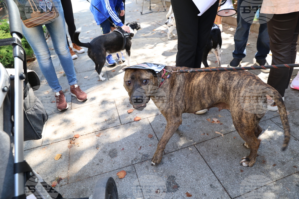 Протест в защита на бездомните животни