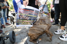 Протест в защита на бездомните животни