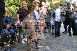 Протест в защита на бездомните животни