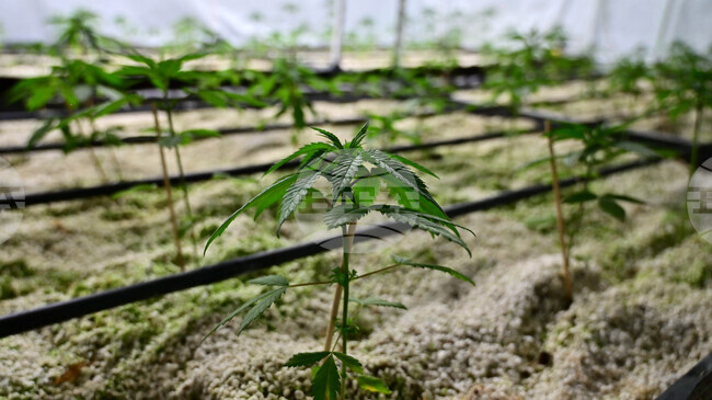 Полицията във Варна разкри наркооранжерия, задържана е 40-годишна жена