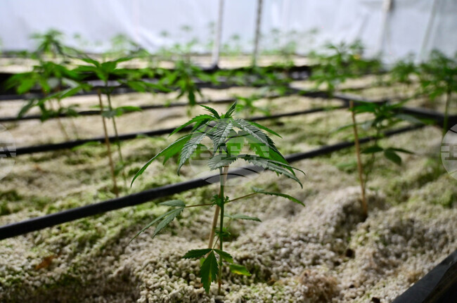 Полицията във Варна разкри наркооранжерия, задържана е 40-годишна жена