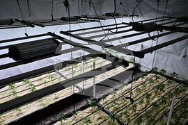 Варна - полиция - наркооранжерия