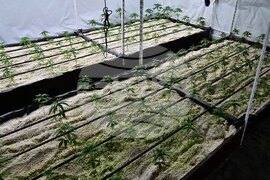 Варна - полиция - наркооранжерия