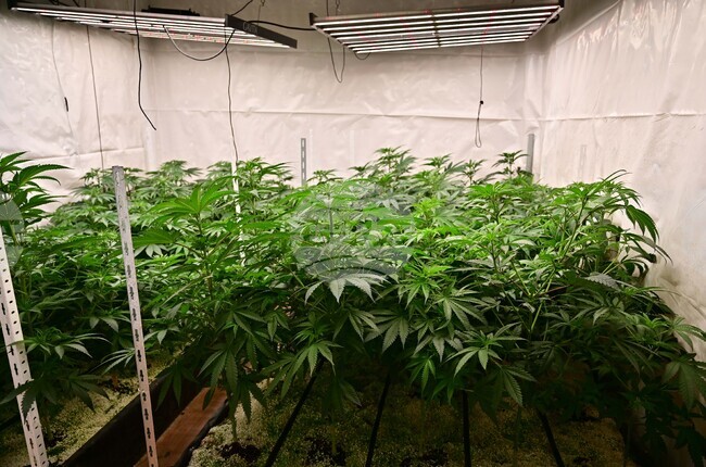 Полицията във Варна разкри наркооранжерия, задържан е чужденец