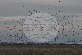 Волуяк - гълъби