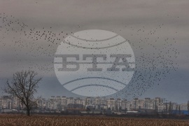 Волуяк - гълъби