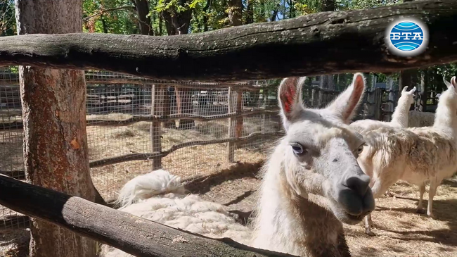 Животните в зоокъта в Разград посрещат есента в обновени домове