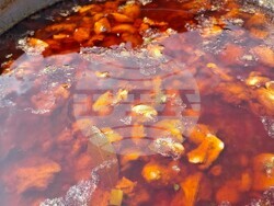 Снимка: Община Банско