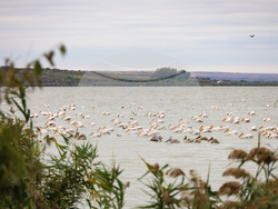 Бургас - Бургаско езеро - розови пеликани