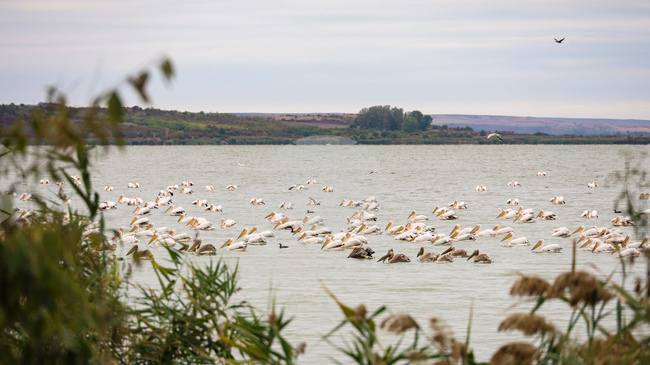 Преброяват зимуващите водолюбиви птици от 15 до 18 януари