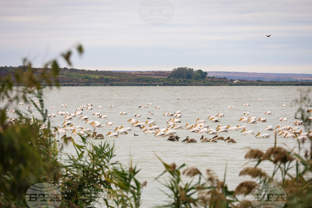 50th Midwinter Waterfowl Census to Be Held in Bulgaria January 15-18