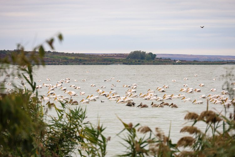 50th Midwinter Waterfowl Census to Be Held in Bulgaria January 15-18