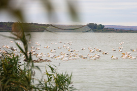 Бургас - Бургаско езеро - розови пеликани