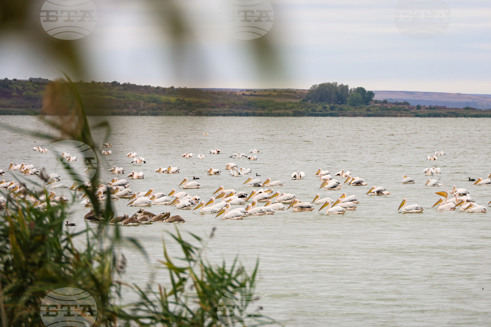 Бургас - Бургаско езеро - розови пеликани