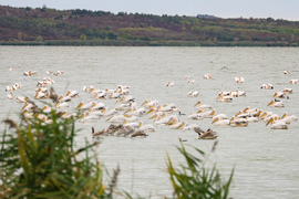 Бургас - Бургаско езеро - розови пеликани