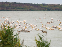 Бургас - Бургаско езеро - розови пеликани