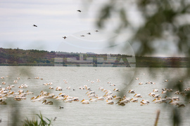 Бургас - Бургаско езеро - розови пеликани
