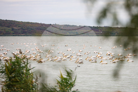 Бургас - Бургаско езеро - розови пеликани