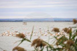 Бургас - Бургаско езеро - розови пеликани
