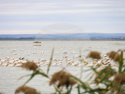 Бургас - Бургаско езеро - розови пеликани