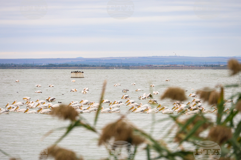 Бургас - Бургаско езеро - розови пеликани