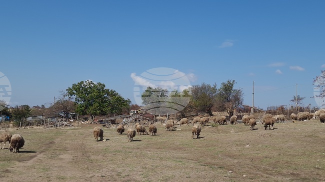 В две ферми в Свиленградско има положителни проби за шарка по дребните преживни животни, съобщиха от Областна администрация Хасково