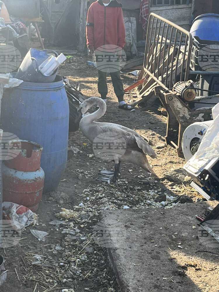 Полицаи и еколози съдействаха за спасяването на поен лебед в Сливен