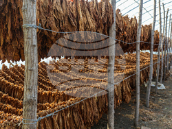 Снимка: Национална асоциация на тютюнопроизводителите 2010  - Изкупна кампания на тютюн реколта 2022 е в разгара си