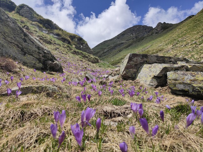 МОСВ: Преизпасването в националните паркове е следствие от погрешните финансови стимули, които трябва да бъдат спрени, без да се забранява пашата
