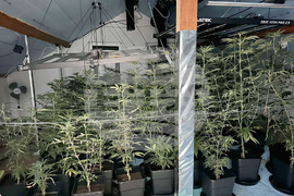 Варна - разкрита оранжерия за канабис