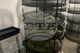 Варна - разкрита оранжерия за канабис